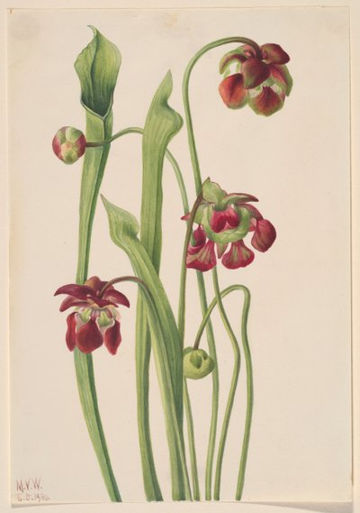 Planta de jarra híbrida de Mary Vaux Walcott