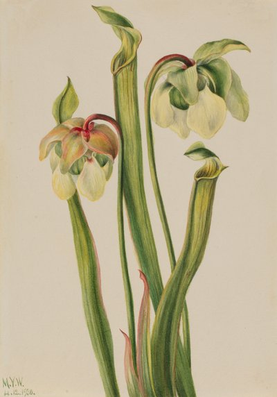 Planta jarra híbrida Sarracenia minor, 1930 de Mary Vaux Walcott