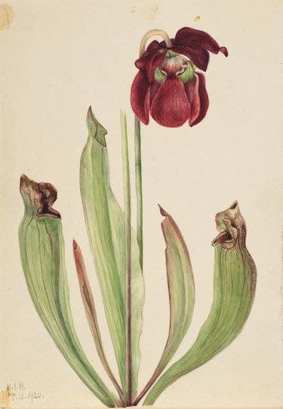Planta jarra híbrida Sarracenia rubra x purpurea venosa, 1920 de Mary Vaux Walcott