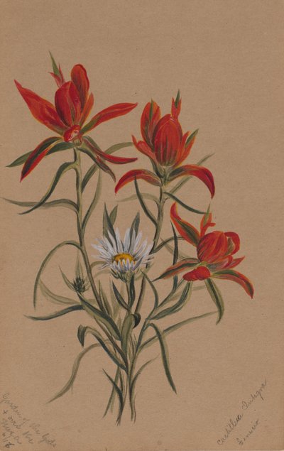 Pincel Indio Castilleja rhexifolia de Mary Vaux Walcott