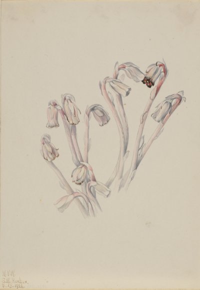 Indian Pipe (Monotropa uniflora) de Mary Vaux Walcott