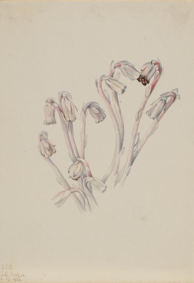 Pipa india Monotropa uniflora, 1926 de Mary Vaux Walcott