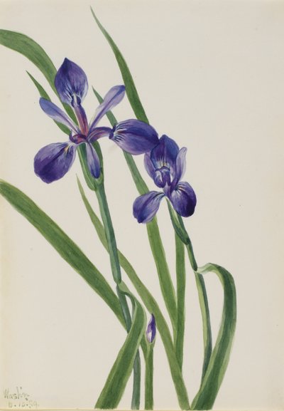 Iris (especies de Iris) de Mary Vaux Walcott