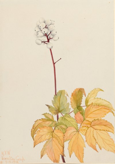 Arándano marfil (Actaea arguta) de Mary Vaux Walcott