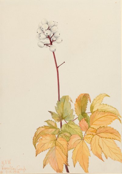 Baneberry de marfil Actaea arguta, 1922 de Mary Vaux Walcott