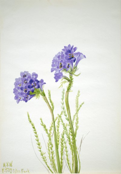 Escalera de Jacob Polemonium viscosum de Mary Vaux Walcott