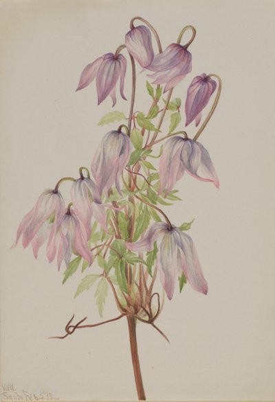 Clematis pseudoalpina, 1933 de Mary Vaux Walcott
