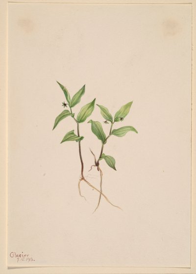 Kruhsea (Kruhsea streptopoides) de Mary Vaux Walcott