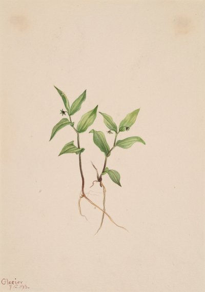 Kruhsea Kruhsea streptopoides de Mary Vaux Walcott