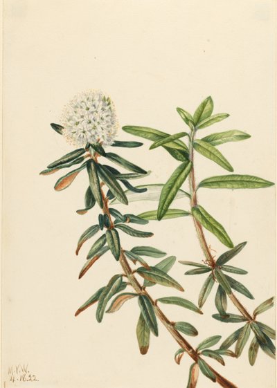 Té del Labrador (Ledum groenlandicum) de Mary Vaux Walcott