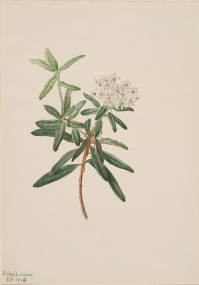 Té del Labrador (Ledum groenlandicum) de Mary Vaux Walcott