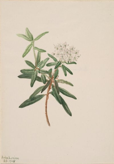 Té de Labrador Ledum groenlandicum, 1905 de Mary Vaux Walcott