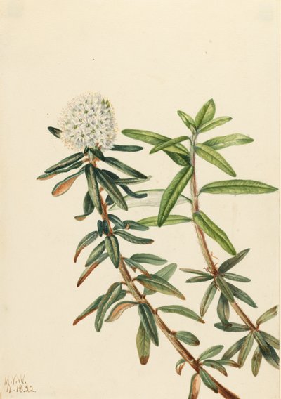 Té de Labrador Ledum groenlandicum, 1922 de Mary Vaux Walcott