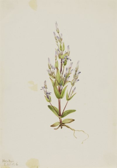Genciana de escalera Gentiana acuta, 1916 de Mary Vaux Walcott
