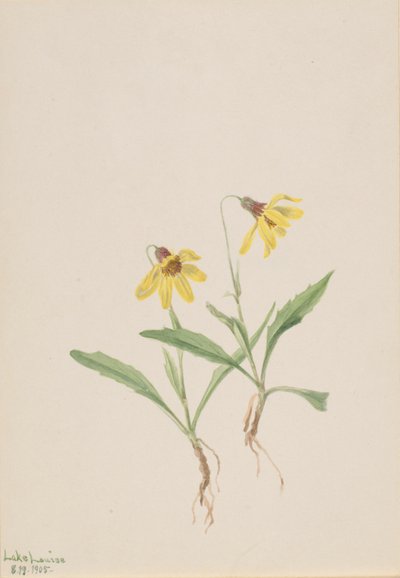 Árnica del lago Louise (Arnica louisiana) de Mary Vaux Walcott