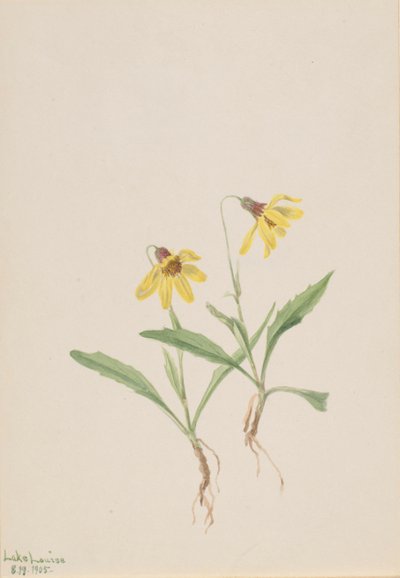 Lago Louise Arnica Arnica louisiana, 1905 de Mary Vaux Walcott