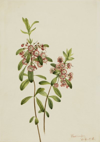 Lambkill Kalmia angustifolia, 1918 de Mary Vaux Walcott
