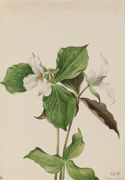 Gran trillium blanco Trillium grandiflorum, 1923 de Mary Vaux Walcott