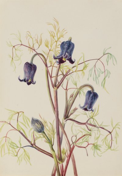 Flor de cuero (Clematis hirsutissima) de Mary Vaux Walcott