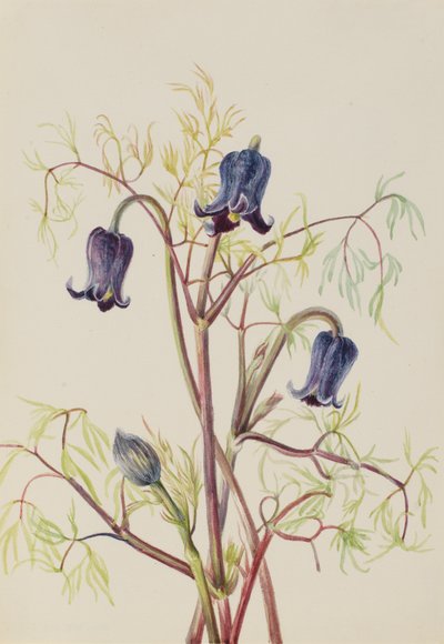 Flor de cuero Clematis hirsutissima de Mary Vaux Walcott