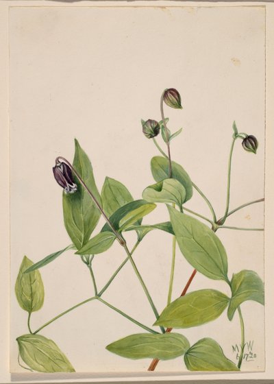 Flor de cuero Clematis viorna, 1920 de Mary Vaux Walcott