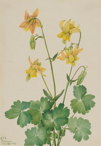 Columbina Limón Aquilegia flavescens, 1925 de Mary Vaux Walcott