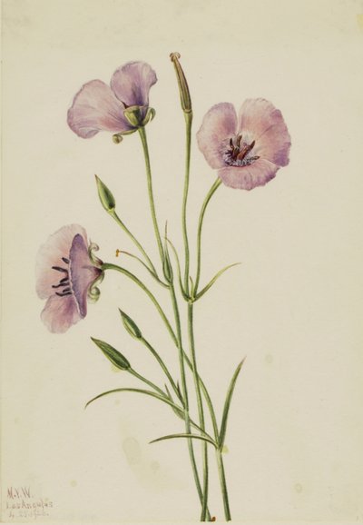 Mariposa lila (Calochortus splendens) de Mary Vaux Walcott