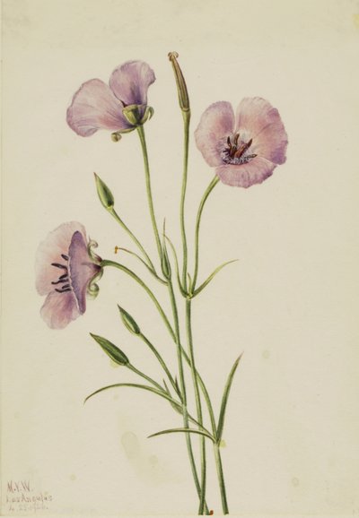 Calochortus espléndido lila de Mary Vaux Walcott