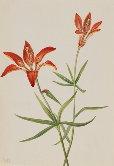 Lirio Lilium montanum, ca. 1900-1920 de Mary Vaux Walcott