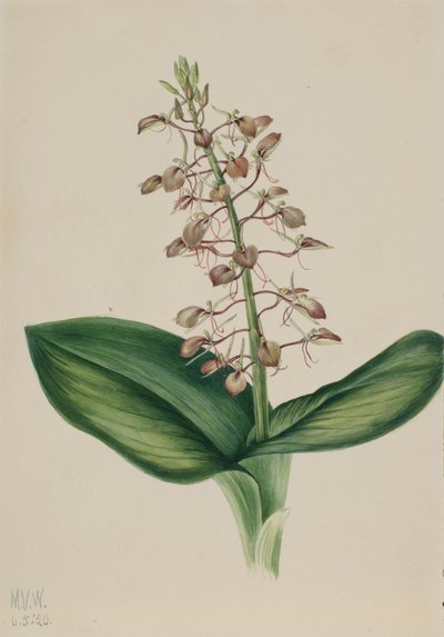 Lirio Twayblade Liparis liliifolia, 1920 de Mary Vaux Walcott