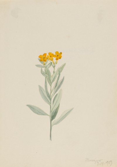 Lithospermum canescens de Mary Vaux Walcott