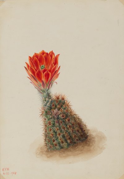 Cactus fresa de Lloyd (Echinocereus lloydii), 1925 de Mary Vaux Walcott