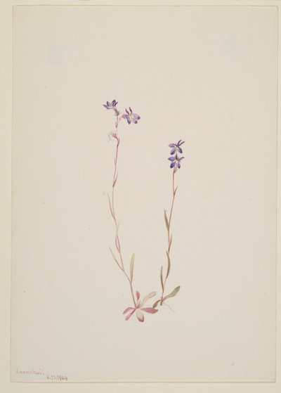 Lobelia Kalmii de Mary Vaux Walcott