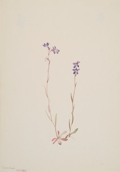 Lobelia Kalmii, 1904 de Mary Vaux Walcott