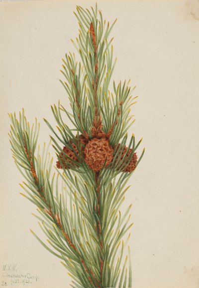 Pino Lodgepole (Pinus Contorta murrayana) de Mary Vaux Walcott