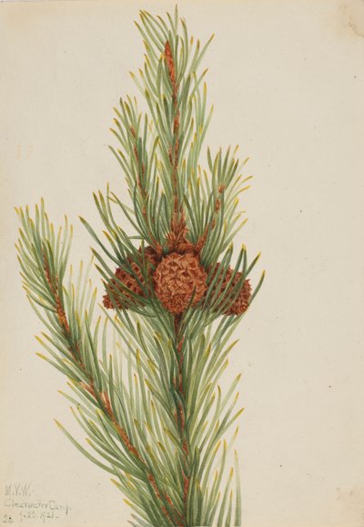 Pino de Lodgepole Pinus Contorta murrayana, 1921 de Mary Vaux Walcott