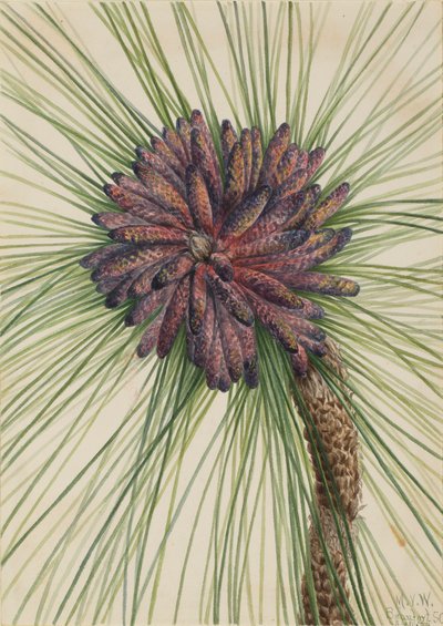 Pino de hoja larga Pinus palustris, 1929 de Mary Vaux Walcott