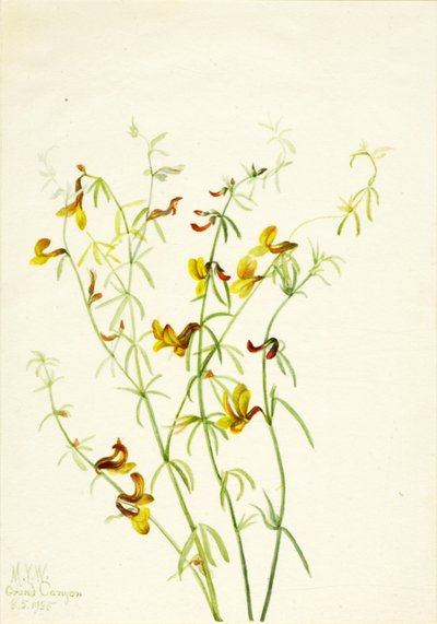 Lotus puberulus de Mary Vaux Walcott