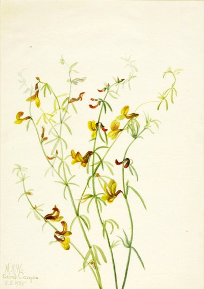 Lotus puberulus de Mary Vaux Walcott