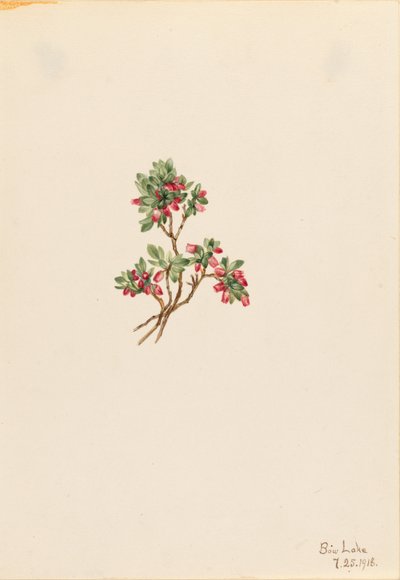Arándano rojo bajo (Vaccinium caespitosum) de Mary Vaux Walcott