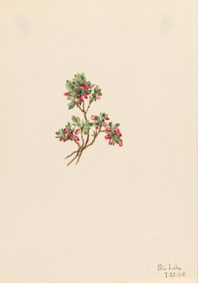 Arándano bajo Vaccinium caespitosum, 1918 de Mary Vaux Walcott