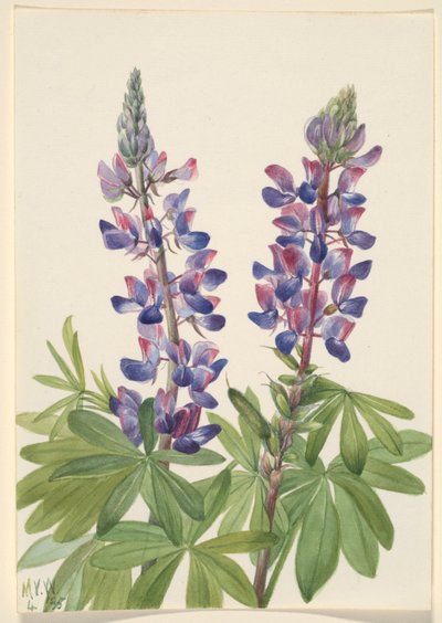 Altramuz (Lupinus fornosus) de Mary Vaux Walcott