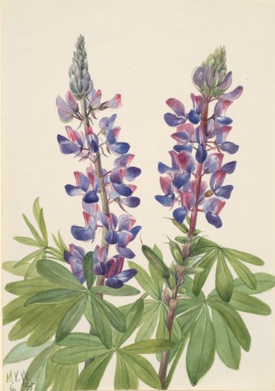 Lupino Lupinus fornosus, 1935 de Mary Vaux Walcott