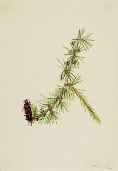 Alerce de Lyall, 1913 de Mary Vaux Walcott