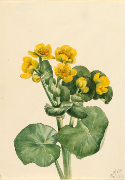 Caléndula de pantano Caltha palustris de Mary Vaux Walcott