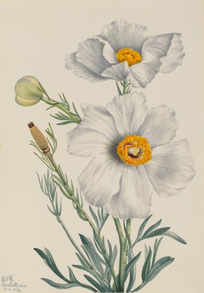 Amapola Matilija Romneya coulteri, 1931 de Mary Vaux Walcott