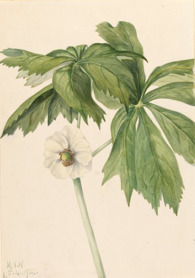 Mayapple (Podphyllum paltatum) de Mary Vaux Walcott