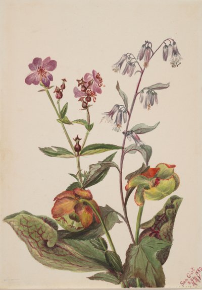 Belleza del prado Rhexia virginica, Rattlesnake Roat Nabalus albus, Pitcherplant..., 1880 de Mary Vaux Walcott