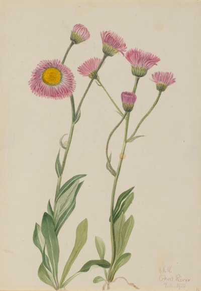 Flor de los prados (Erigeron speciosus) de Mary Vaux Walcott