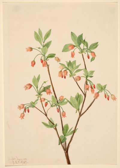 Menziesea (Menziesea glabella) de Mary Vaux Walcott